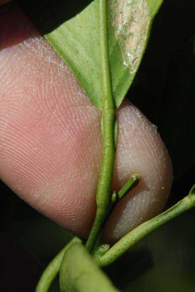              Petiole (Sanguina Doblefina, Riverside, CA)       